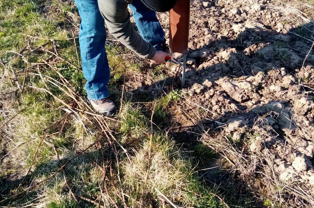 Taille de la vigne et descente de bois