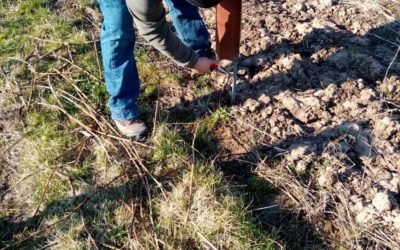 Taille de la vigne et descente de bois